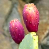 Prickly Pear (Opuntia Ficus-indica) -Plant Care Shop 006b8df75a9bc86c9c4a67681847c07a