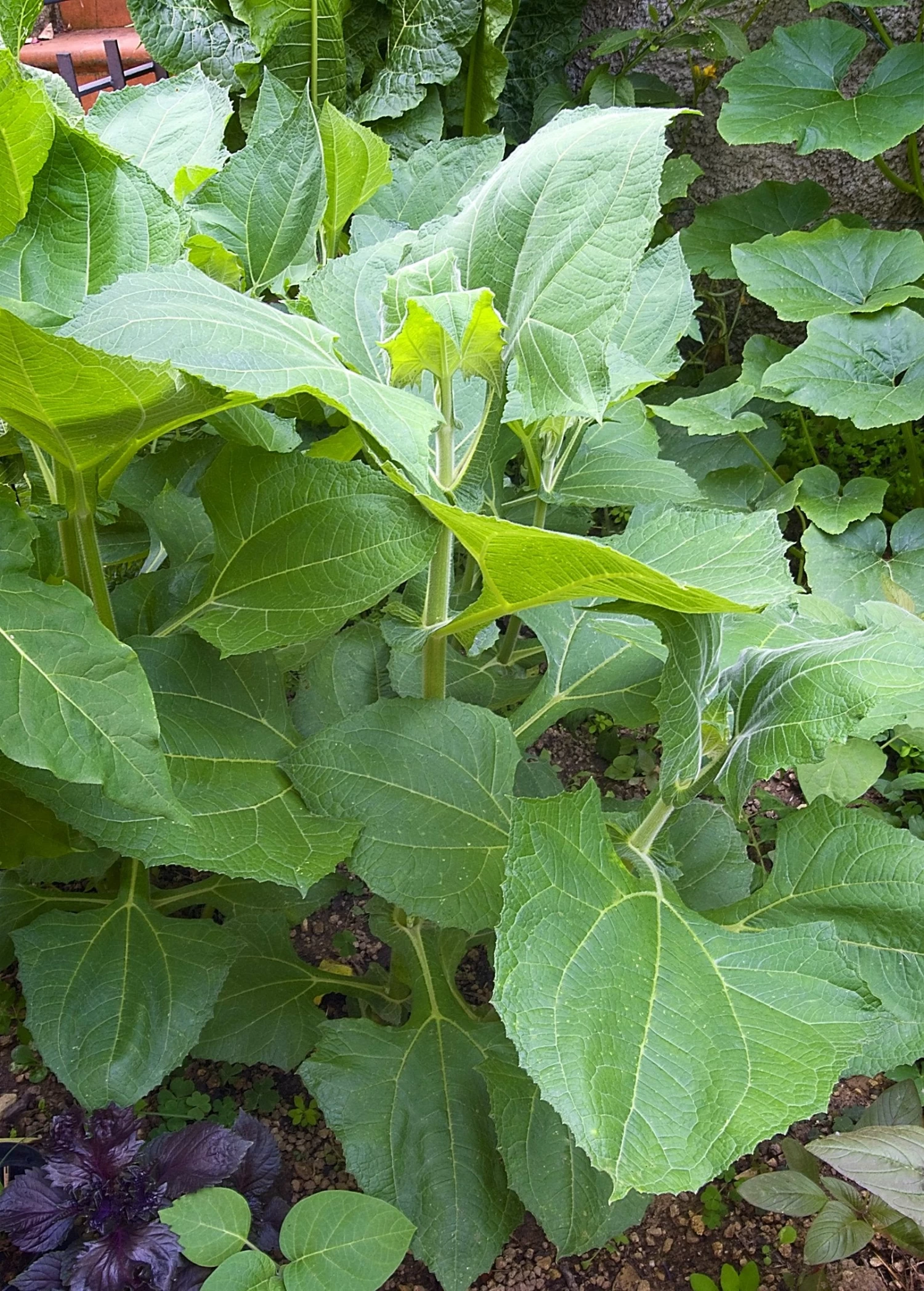 Earth Apple, 'Yellow' (Smallanthus Sonchifolius) 5 Earth Apple, 'Yellow' (Smallanthus Sonchifolius) - Image 3