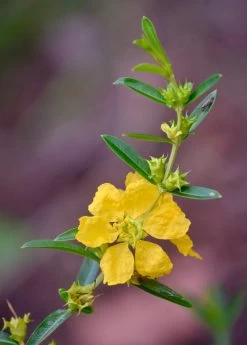 Sun Opener, Sinicuichi (Heimia Salicifolia) -Plant Care Shop 0155d9 376f2598fcd842feb3ee6168fa92c091 mv2 d 3264 4928 s 4 2