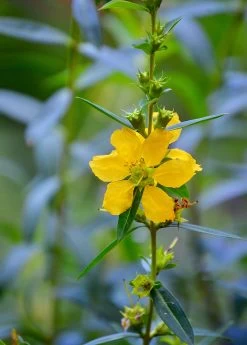 Sun Opener, Sinicuichi (Heimia Salicifolia) -Plant Care Shop 0155d9 4599d42dafc54c6e8e0f2e9b07f6a881 mv2 d 3264 4928 s 4 2