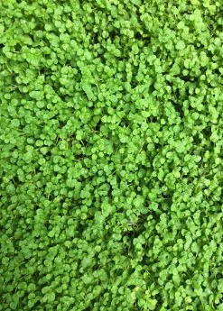 Corsican Mint (Mentha Requienii)