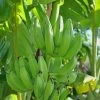 Banana 'Mona Lisa' (Musa Acuminata) -Plant Care Shop 0155d9 54c5d8d5530f40e4bcd13479517df50d mv2 d 1874 2800 s 2