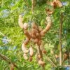 Tamarind (Tamarindus Indica) -Plant Care Shop 0155d9 887419f7d37546018e41692c8425902c mv2 d 1867 2800 s 2