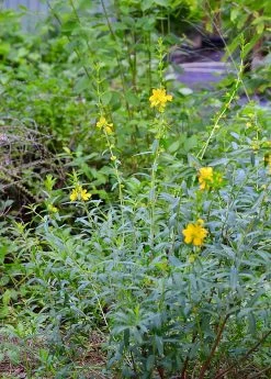 Sun Opener, Sinicuichi (Heimia Salicifolia) -Plant Care Shop 0155d9 8cce601b0eea4e05b6552c5997047dd8 mv2 d 3264 4928 s 4 2