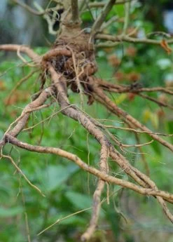 Ashwagandha (Withania Somnifera) 17 Ashwagandha (Withania Somnifera) -Plant Care Shop 0155d9 af78b0aa658a4736babf4d2227d35bc0 mv2 d 3264 4928 s 4 2