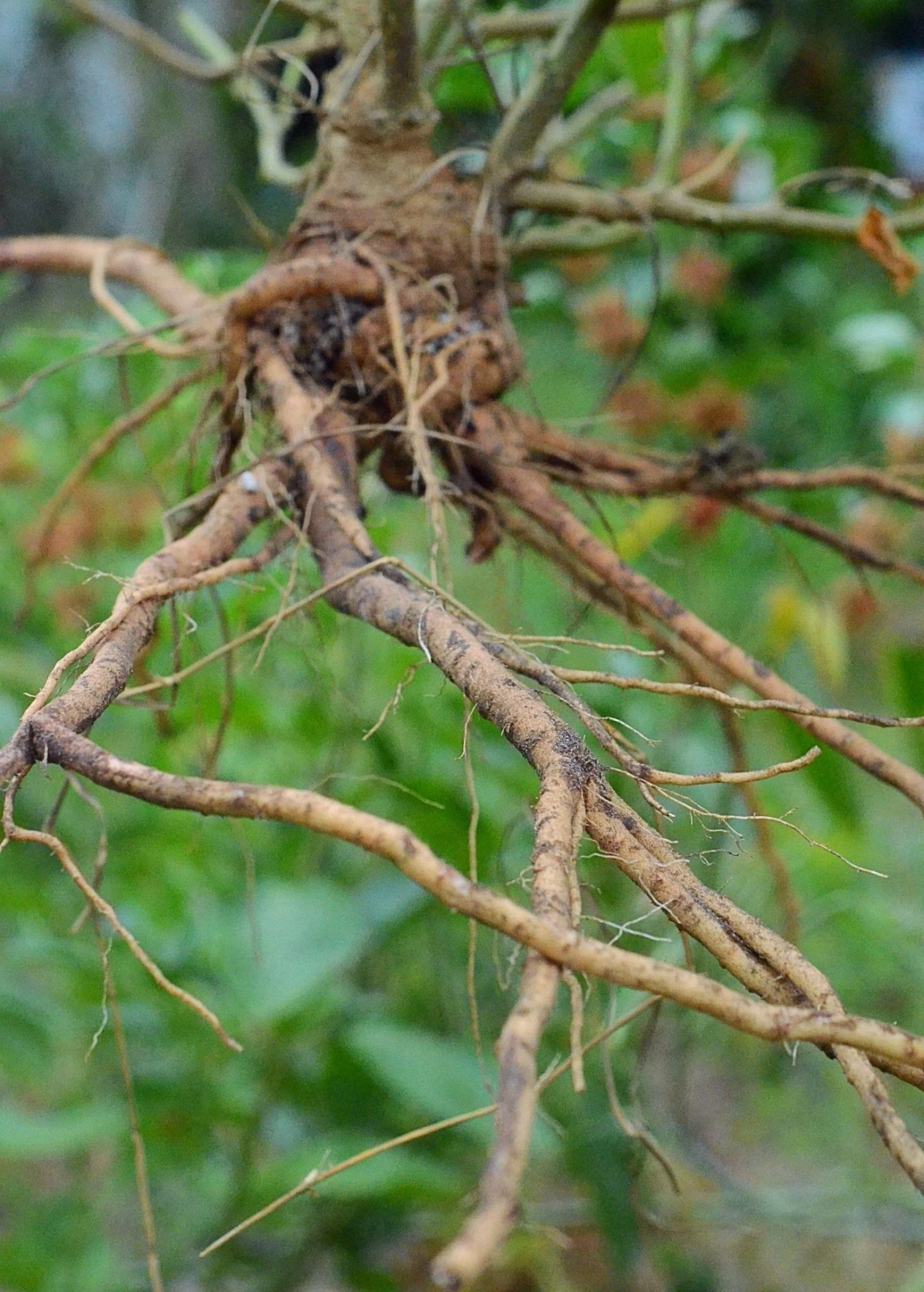 Ashwagandha (Withania Somnifera) 10 Ashwagandha (Withania Somnifera) - Image 8