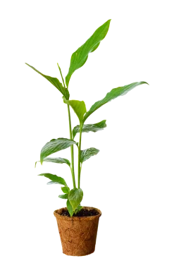 Cardamom (Elettaria Cardamomum) -Plant Care Shop 0155d9 ded028d48e644e70b39ee6ced7756f5b mv2