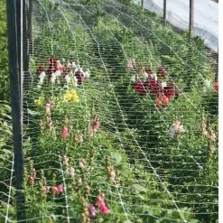 Hortonova FA – 42" X 328'