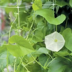 Hortonova FG – 67" X 328'