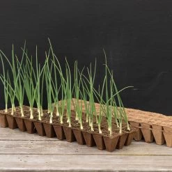 36 Cell Fertil Pots Strip – 10 Count