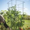 Tomato Cages – 48" -Plant Care Shop 07538 01 tomatocage 48in