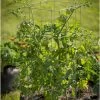 Tomato Cages – 40" -Plant Care Shop 07547 01 tomatocage 40in