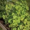 Cucumber Trellis – 48" -Plant Care Shop 07555 01 cucumbertrellis
