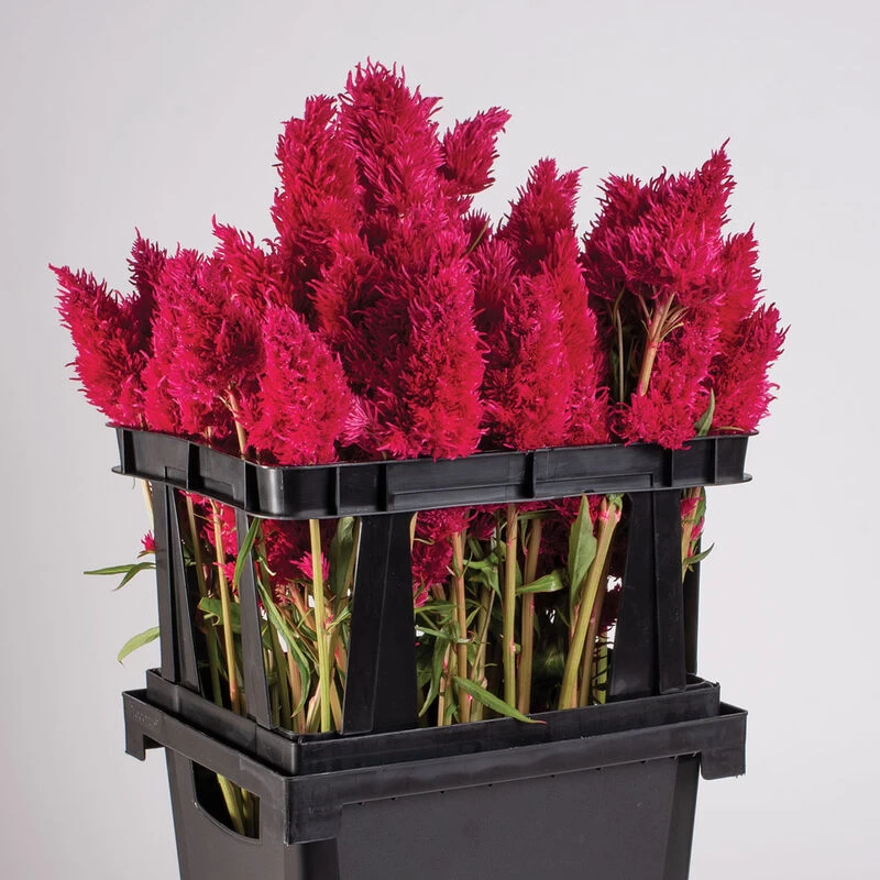 Florida Topframe 4 Florida Topframe - Image 2