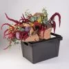 Valencia Container – 25 Cm -Plant Care Shop 07929 01 valencia25container