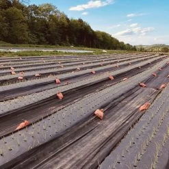 Black Weed Fabric – 4' X 1,640'