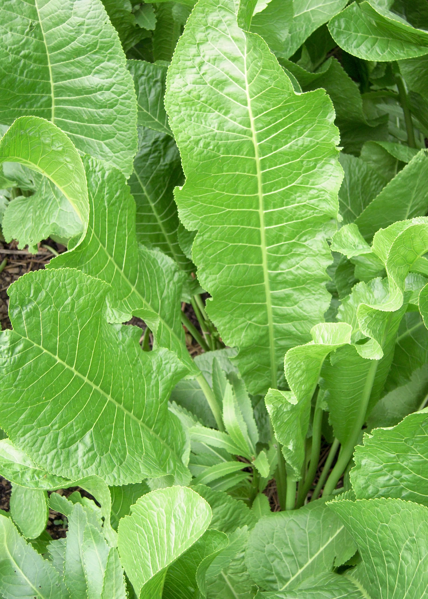 Horseradish (Armoracia Rusticana) 4 Horseradish (Armoracia Rusticana) - Image 2