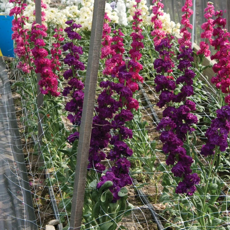 Hortonova FA – 48" X 328' 4 Hortonova FA – 48" X 328' - Image 2