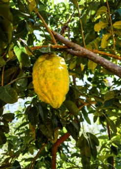 Ponderosa Lemon (Citrus × Pyriformis)