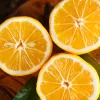 Meyer Lemon (Citrus × Meyeri) -Plant Care Shop 1 64396c0e 80f0 49bf a1ed b7dfe425a40e