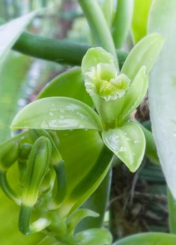 Vanilla Bean Orchid (Vanilla Planifolia) -Plant Care Shop 2 3692ec4f 3437 48b0 ae32 750f99831017