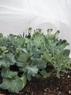 All-Purpose Garden Fabric 12 All-Purpose Garden Fabric -Plant Care Shop 32646 7940 tif