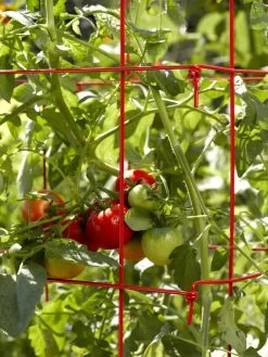 Tomato Cages, Set Of 4 -Plant Care Shop 34182 592