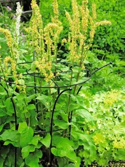 Essex Plant Supports -Plant Care Shop 37423 200 tif