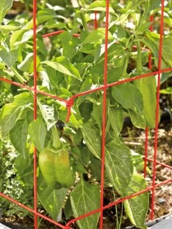 Pepper And Eggplant Cages, Set Of 3 -Plant Care Shop 37464 567 tif