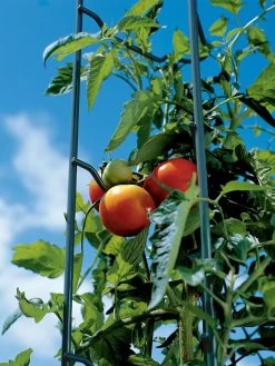 Tomato Ladders, Set Of 3 12 Tomato Ladders, Set Of 3 -Plant Care Shop 38184 003E tif