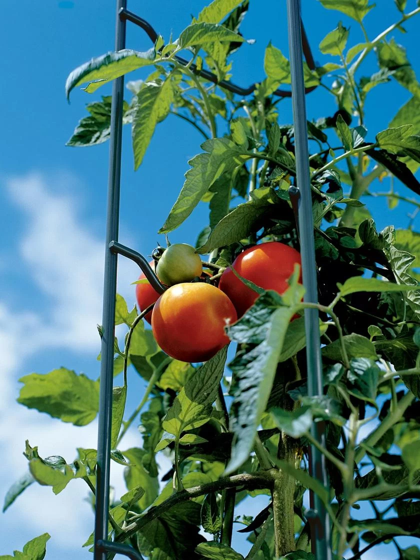 Tomato Ladders, Set Of 3 7 Tomato Ladders, Set Of 3 - Image 5