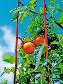 Tomato Ladders, Set Of 3 13 Tomato Ladders, Set Of 3 -Plant Care Shop 38185 003E tif