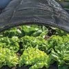 Shade Nets -Plant Care Shop 38556 0191 tif