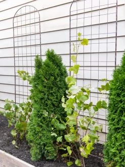 Jardin Flower Trellis 7 Jardin Flower Trellis -Plant Care Shop 38689 6002 tif