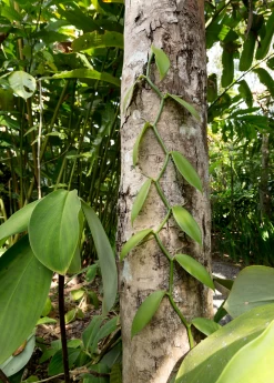Vanilla Bean Orchid (Vanilla Planifolia) -Plant Care Shop 3 3607b2cc 18a0 4b80 921d 785e8056ab12