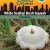 Squash, White Scallop Bush Summer Organic Seeds -Plant Care Shop 3 4 crop 84589 8613564 Squash White Scallop Bush