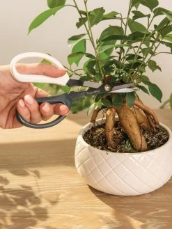 Japanese Pruning Scisssors -Plant Care Shop 3 4 crop 8612968 0087