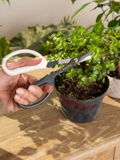 Japanese Pruning Scisssors -Plant Care Shop 3 4 crop 8612968 0092