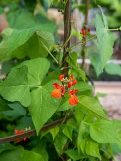 Jardin Tower -Plant Care Shop 3 4 crop 8612997 0059