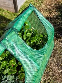 Multi Cloche 17 Multi Cloche -Plant Care Shop 3 4 crop 8613213 0240