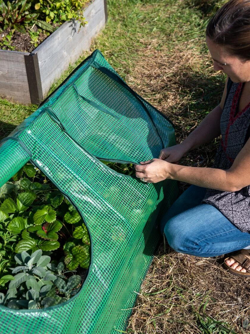 Multi Cloche 6 Multi Cloche - Image 4