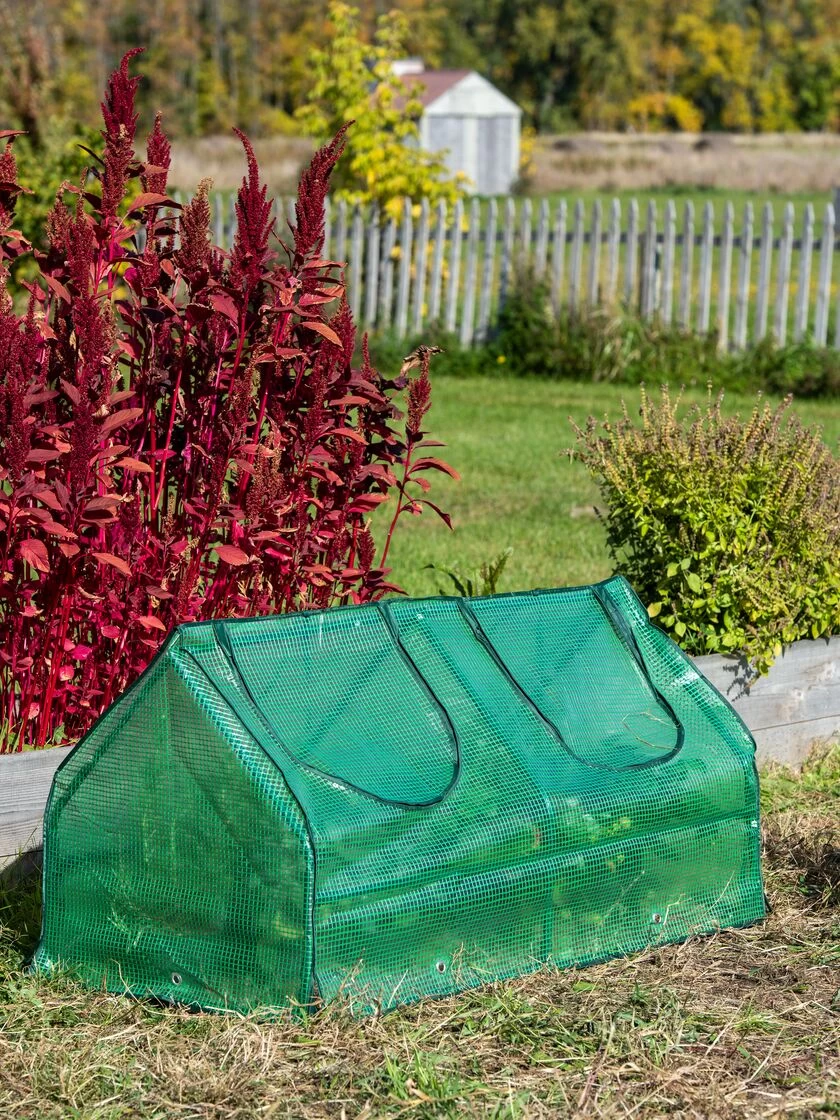 Multi Cloche 4 Multi Cloche - Image 2