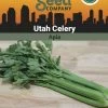 Celery, Utah Organic Seeds 2 Celery, Utah Organic Seeds -Plant Care Shop 3 4 crop 88854 8613558 Celery Utah SDSC