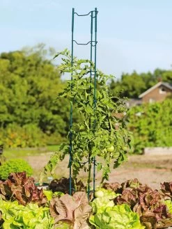Stacking Tomato Ladders, Set Of 6 -Plant Care Shop 40309 100 tif