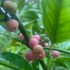 Gin Berry, Ginberry (Glycosmis Pentaphylla) -Plant Care Shop 59227311 8F0B 48E4 BD19 400A81C1465D