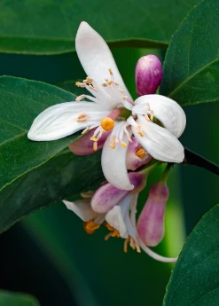 Meyer Lemon (Citrus × Meyeri) -Plant Care Shop 5 5bc7f1dc d173 47eb 86cd 5fce4473849a