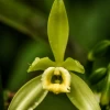 Vanilla Bean Orchid (Vanilla Planifolia) -Plant Care Shop 5 9364cbdd 11ee 40e2 b8d0 627a972742b4