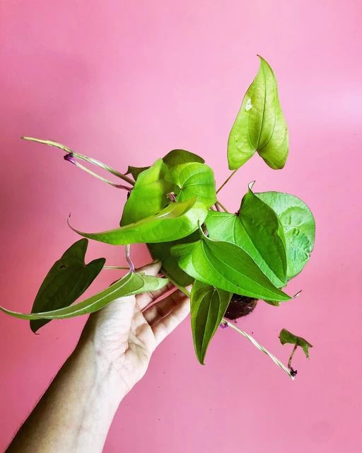 Ube (Dioscorea Alata) 4 Ube (Dioscorea Alata) - Image 2