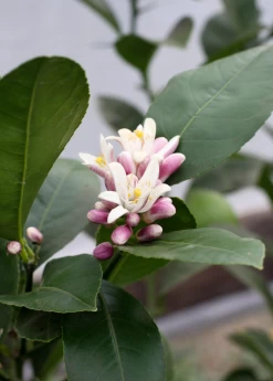 Meyer Lemon (Citrus × Meyeri) -Plant Care Shop 6 c5ef219c 2d86 479d bb66 3998c897835f