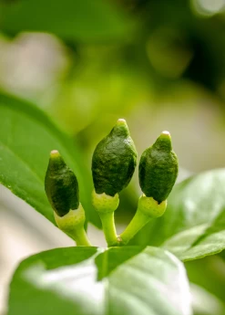 Meyer Lemon (Citrus × Meyeri) -Plant Care Shop 7